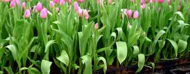 Тюльпани - вирощування і догляд