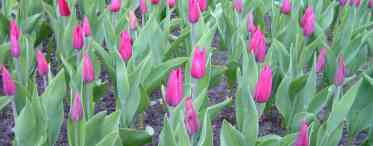Все про різновиди тюльпанів - класи, групи і сорти