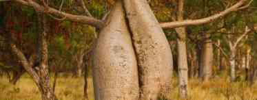 Брахіхітон - король пляшкових дерев