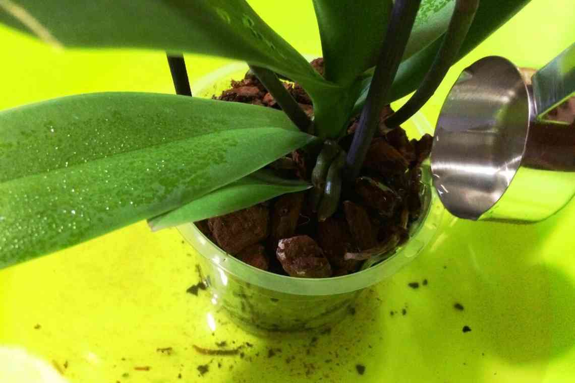 Як поливати орхідею в домашніх умовах?