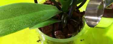 Як поливати орхідею в домашніх умовах?