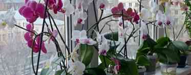 7 порад з основ догляду за орхідеями для новачка