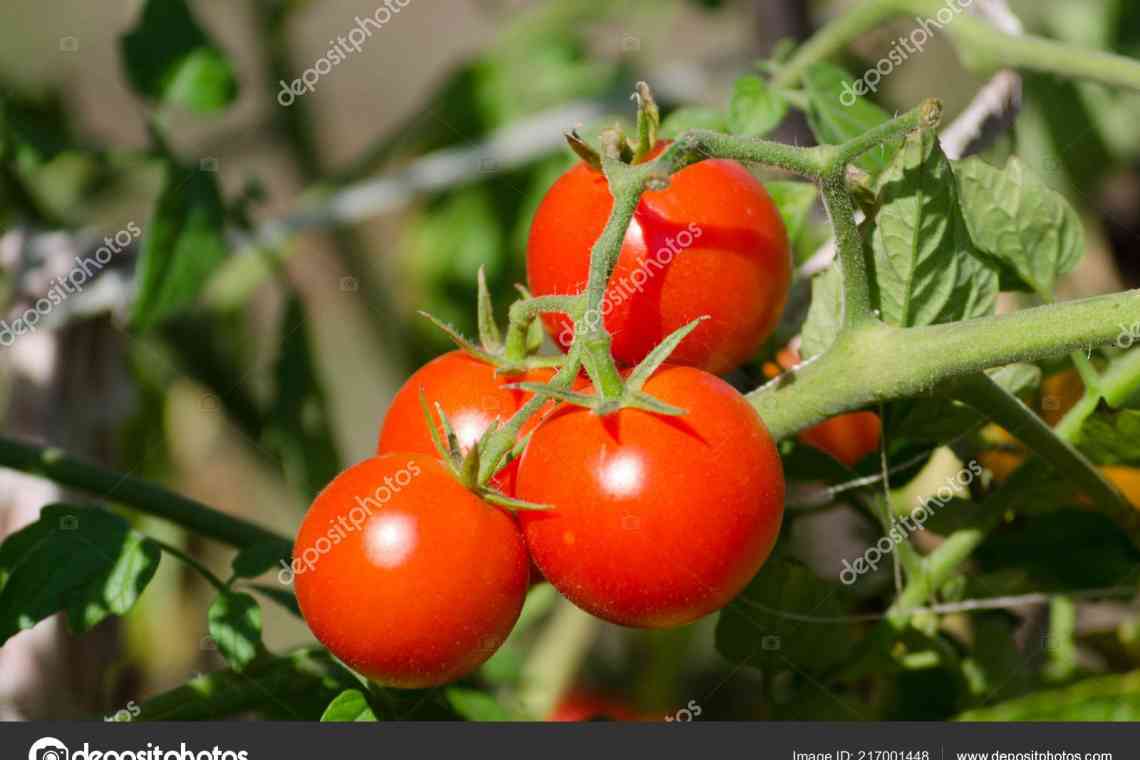 12 сортів томатів, випробуваних мною минулого року