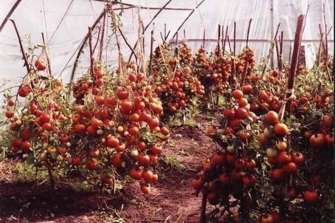Сорти і гібриди низькорослих томатів, або Помідори для ледачих