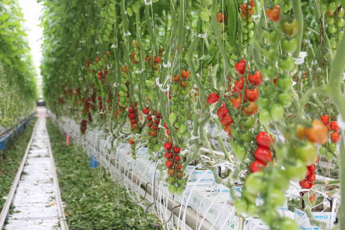 Вирощування томатів у теплицях "