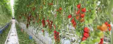 Вирощування томатів у теплицях 