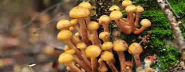 Переваги використання мікоризних грибів при посадці рослин