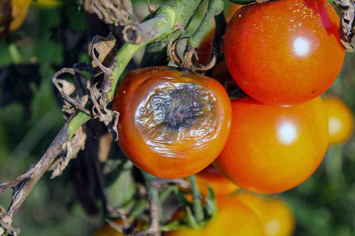 Поширені хвороби томатів