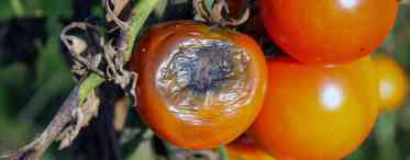 Поширені хвороби томатів