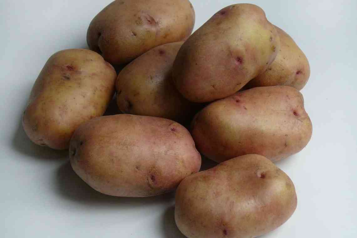 Який сорт картоплі краще вибрати?