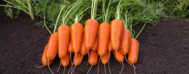 Коротко про агротехніку моркви