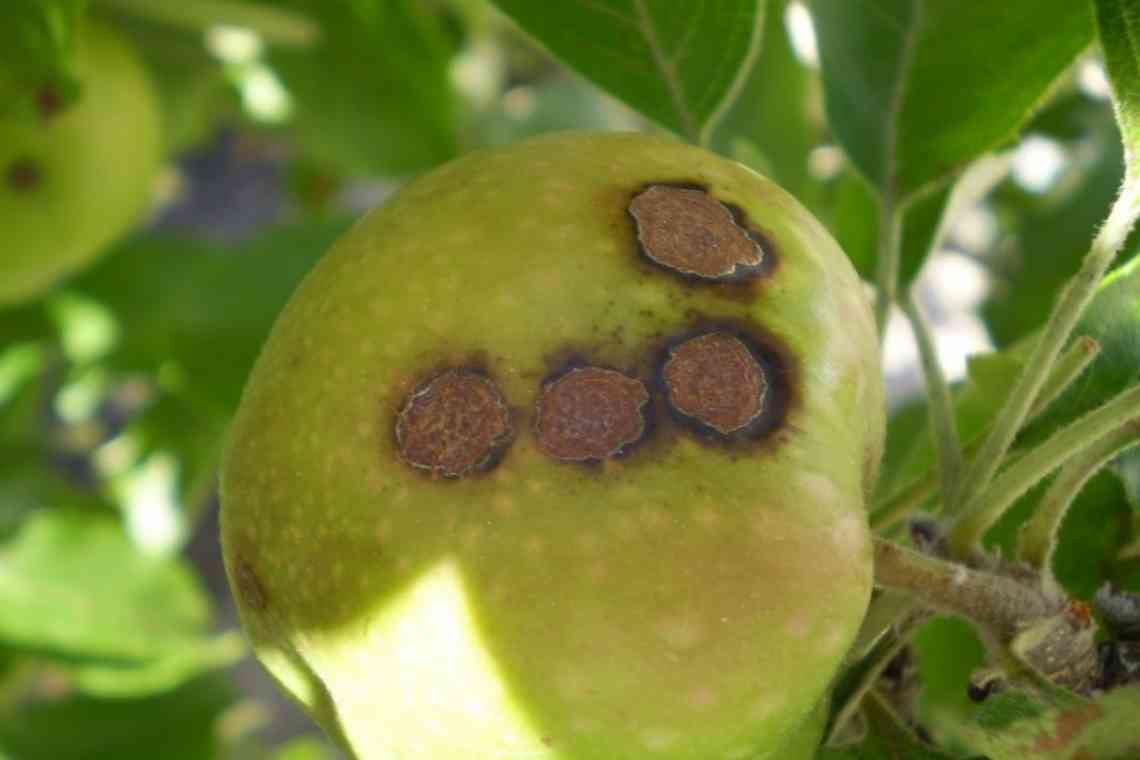 Грибкові та вірусні хвороби яблунь "