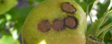 Грибкові та вірусні хвороби яблунь 