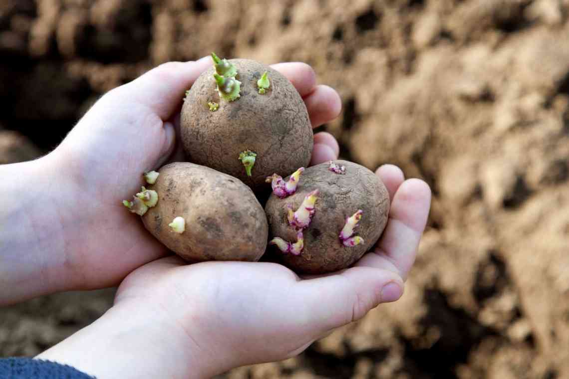 Навіщо садити картоплю влітку?