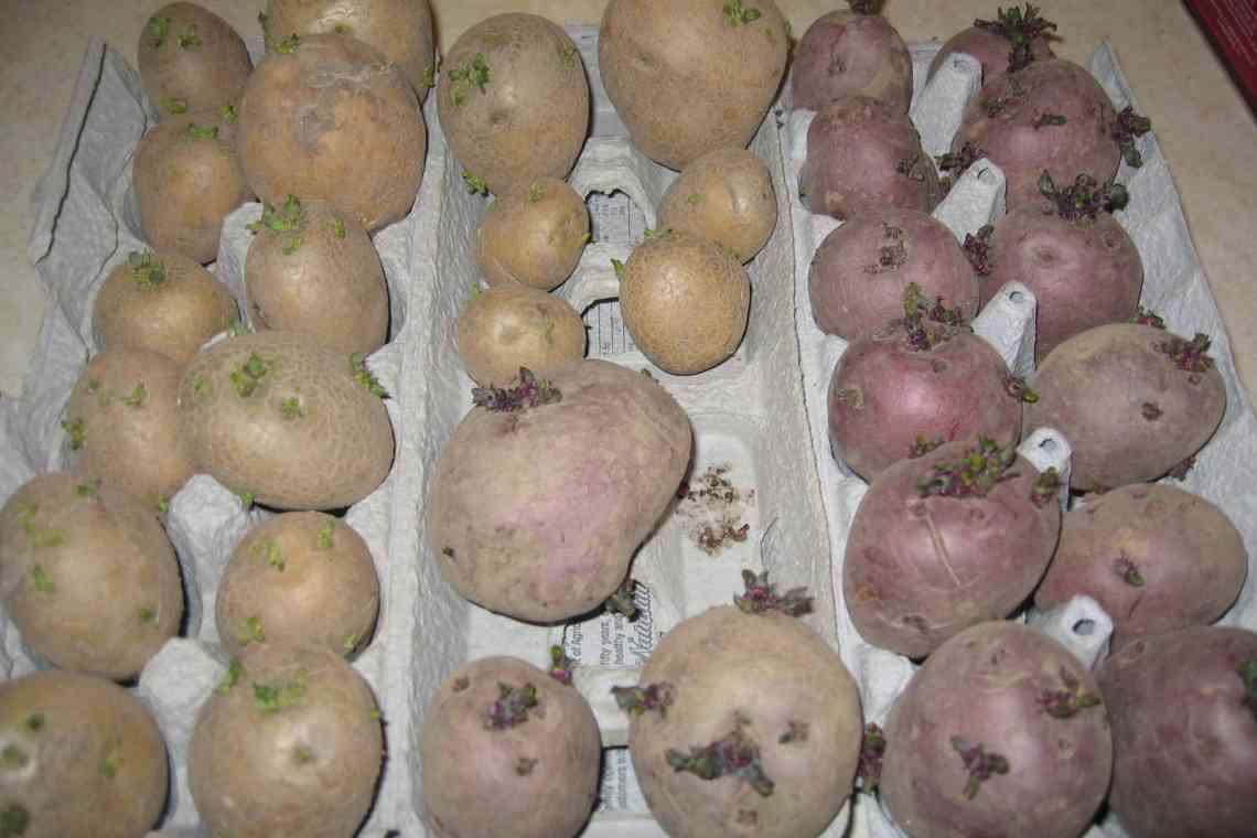 Клоновий відбір клубнів картоплі