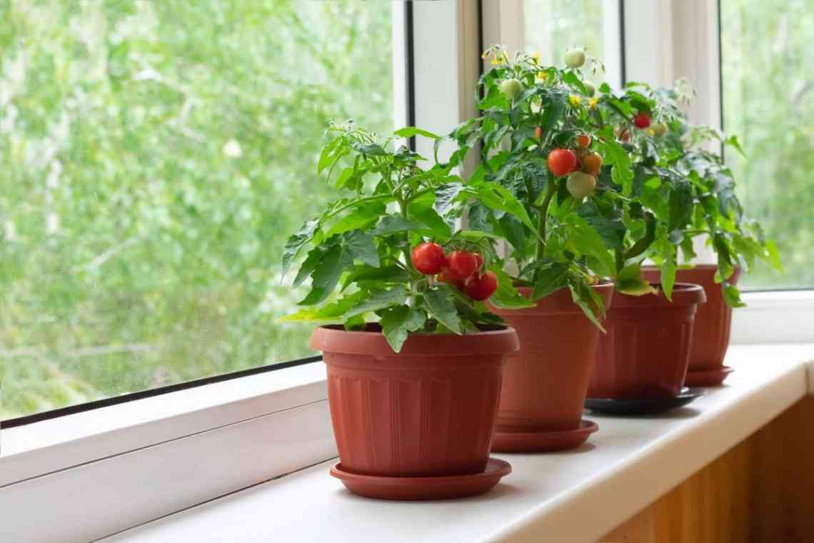 Вирощування томатів на підвіконні