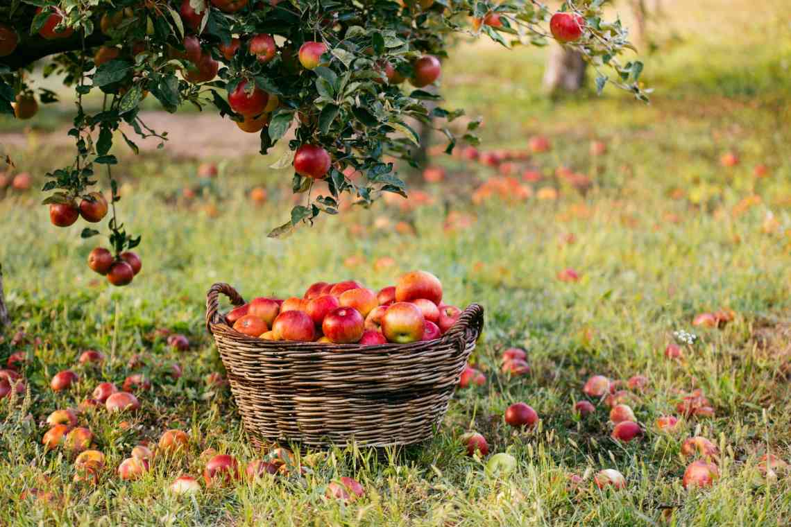 Календар догляду за яблунками за місяцями