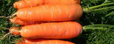 Морква - руда красуня на вашій дачі