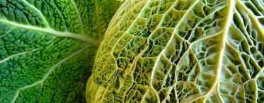 Савойська капуста - ажурне листя
