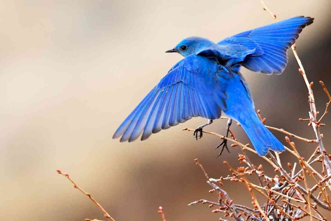 Гінура - синій птах