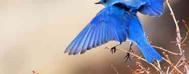 Гінура - синій птах