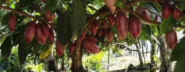 Шоколадне дерево в кімнаті - особливості вирощування какао