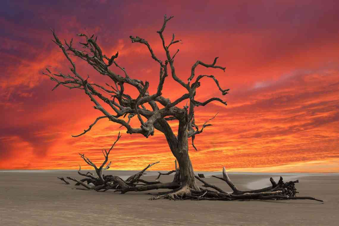 Анчар - дерево смерті