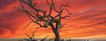 Анчар - дерево смерті
