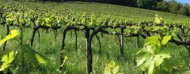 Виноградівник залізистий у середній смузі - мій досвід вирощування