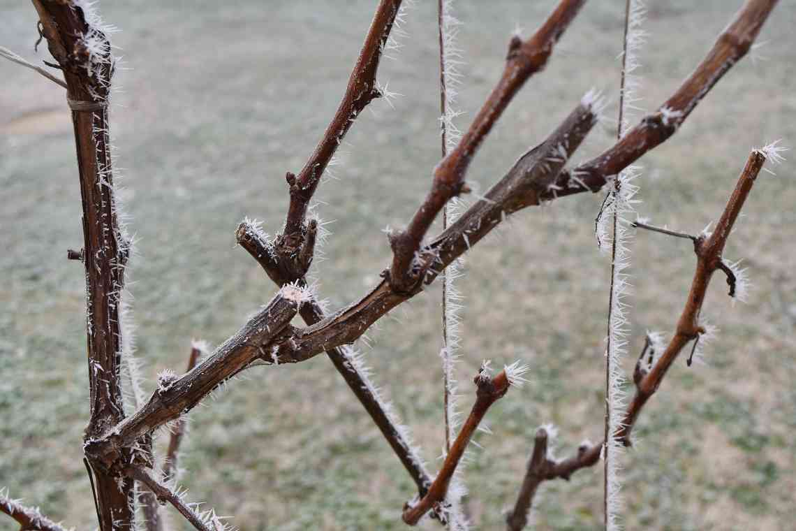 5 способів захистити сад від гризунів взимку