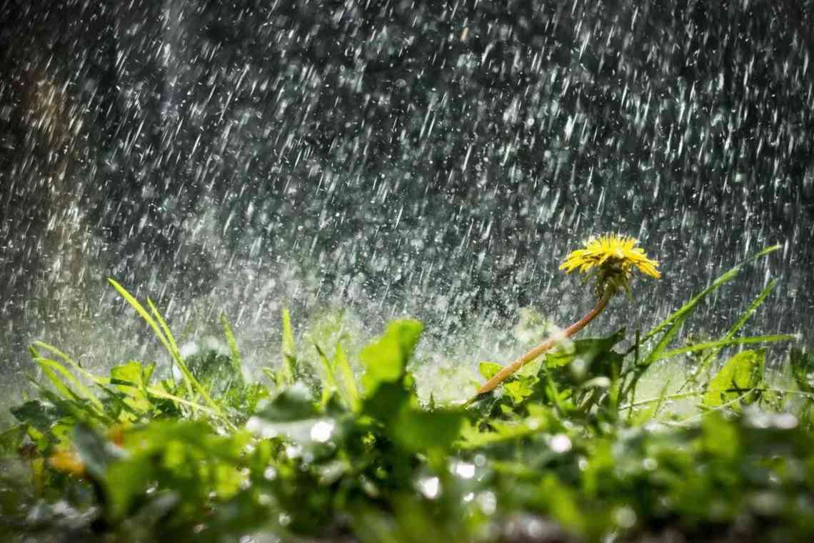 Чим загрожує рослинам дощове і холодне літо?