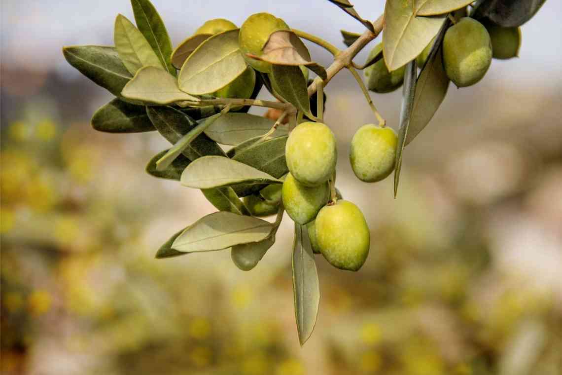 Труднощі зимівлі оливкових дерев