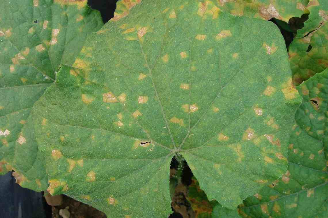 Плями на листях - аскохітоз