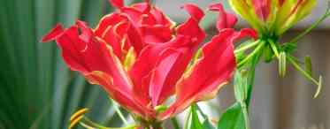 Глоріоза - королева квітучих ліан