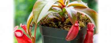 Непентес - вирощування хижої рослини в домашніх умовах