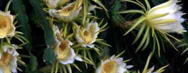 Аканторипсаліс - великий і слухняний лісовий кактус