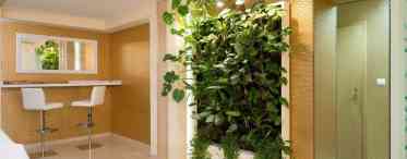 Рафідофора - кімнатна ліана для настінного озеленення