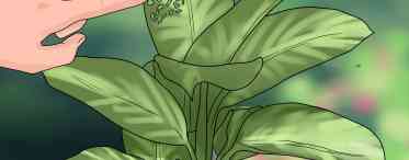 Як навести блиск на листях кімнатних рослин