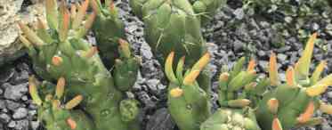 Аустроциліндропунція - оригінальний кактус для лінивих квітникарів