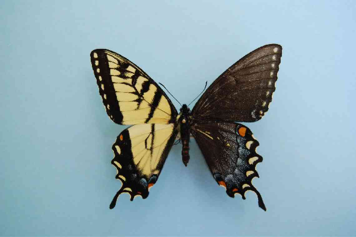 Мільтонія - крила метелика