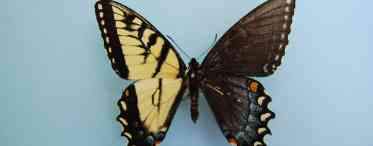 Мільтонія - крила метелика