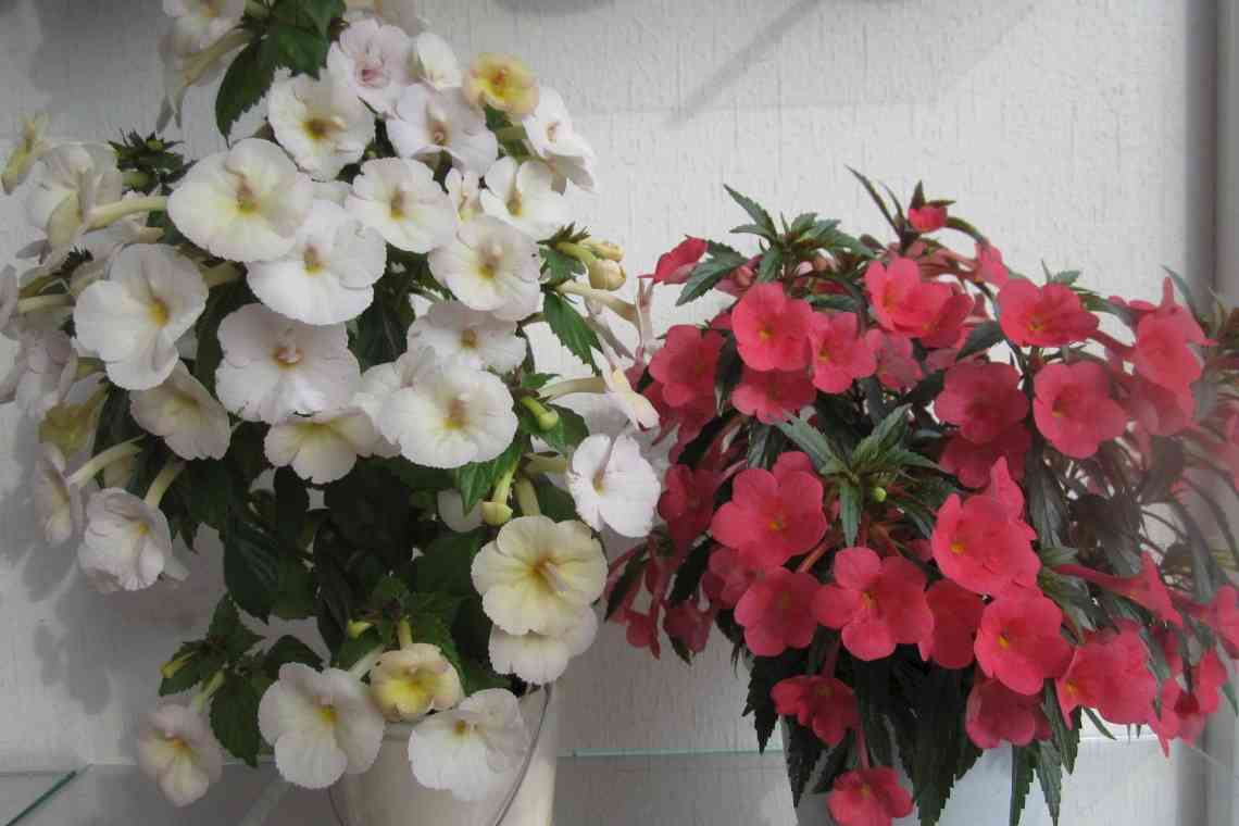 Ахіменес - пишне цвітіння при мінімальному догляді