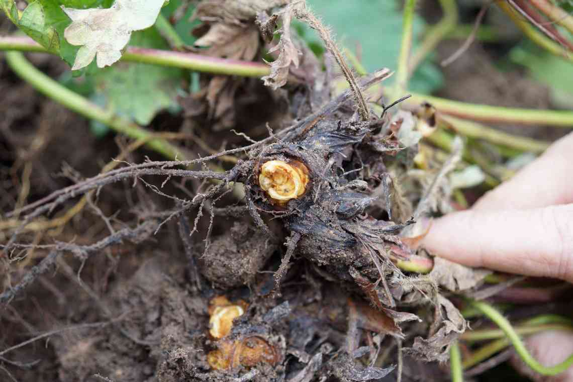 Фузаріоз - поширена і небезпечна грибкова хвороба. Фузаріоз - інфекційне захворювання рослин (культурних і дикорослих), що викликається грибами роду Fusarium. Рослини вражаються в будь-якому віці. Гриб знаходиться в ґрунті і проникає в рослину через ґрунт