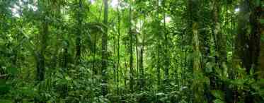 Медінілла - краса тропічного лісу