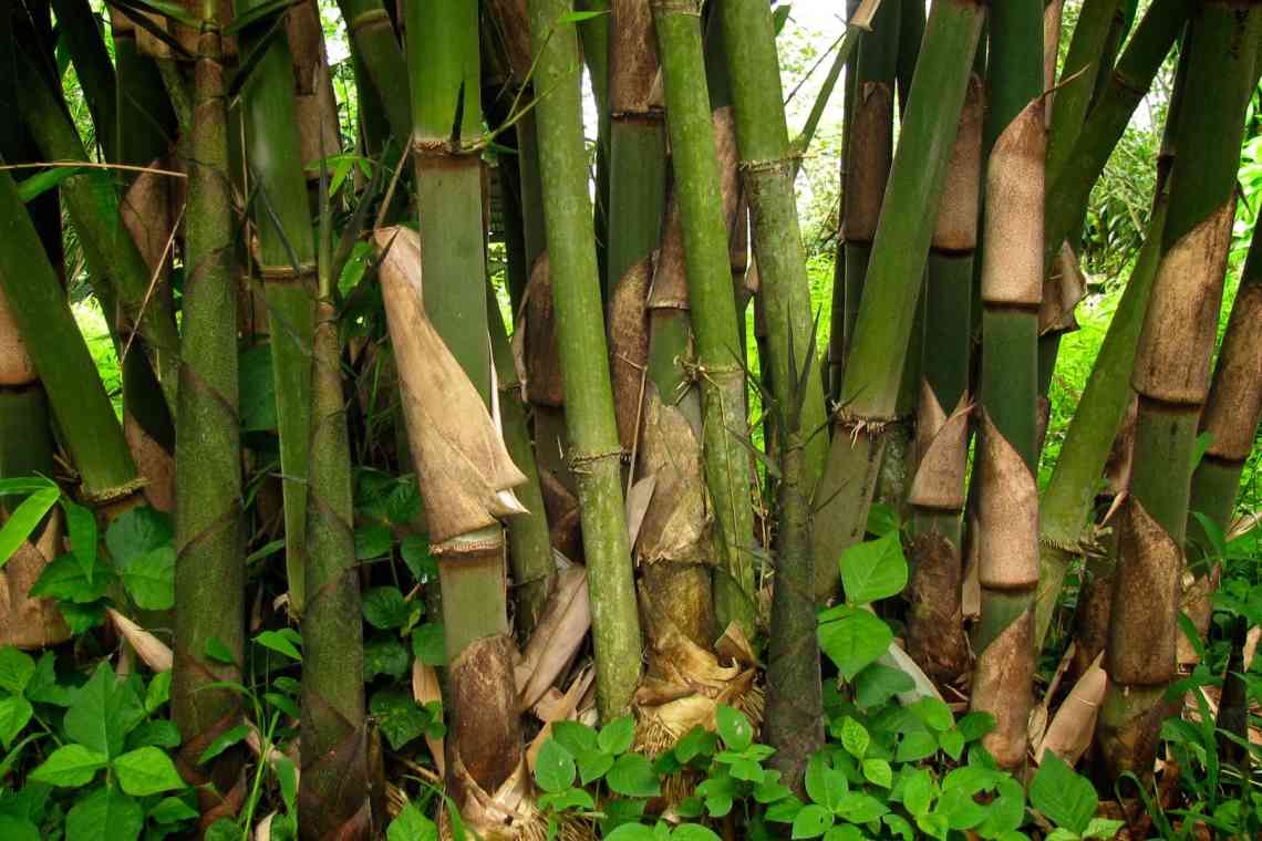 Нандіна домашня, або «Священний бамбук»