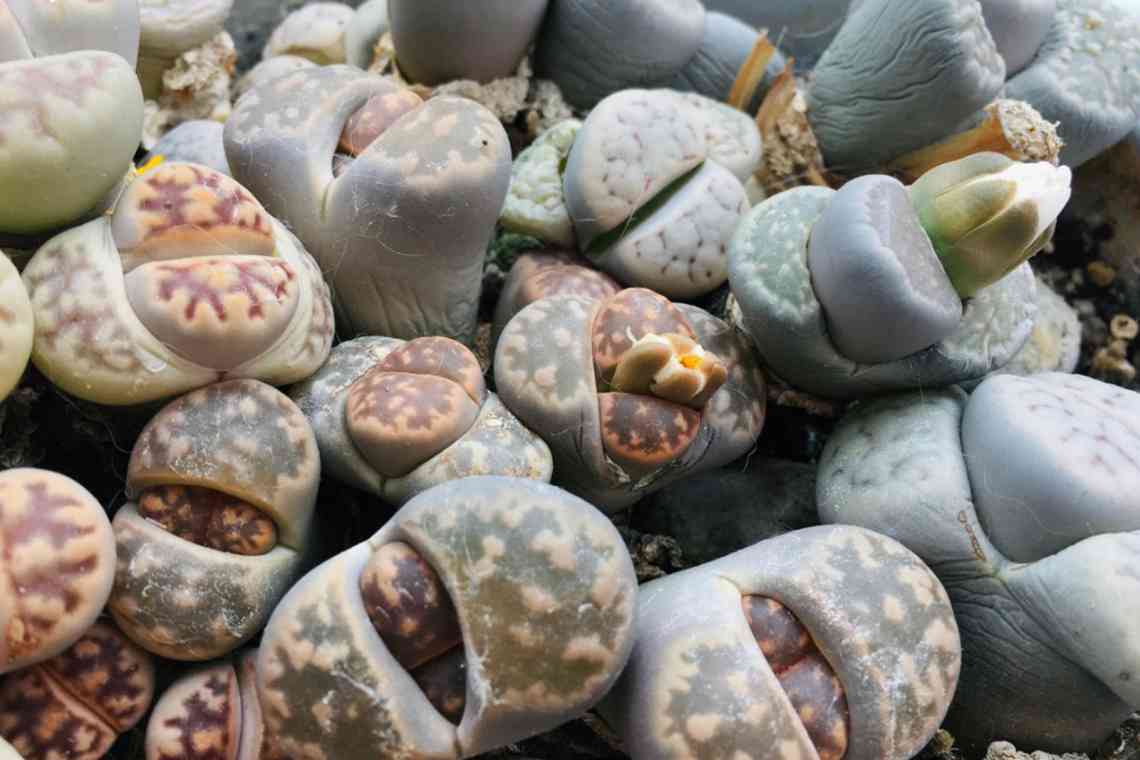 Живі камені, або Литопси