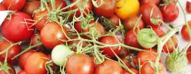 11 цікавих сортів томатів, які я виростила цього року