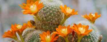 Айлостери та ребуції - кактуси з квітучими вінками