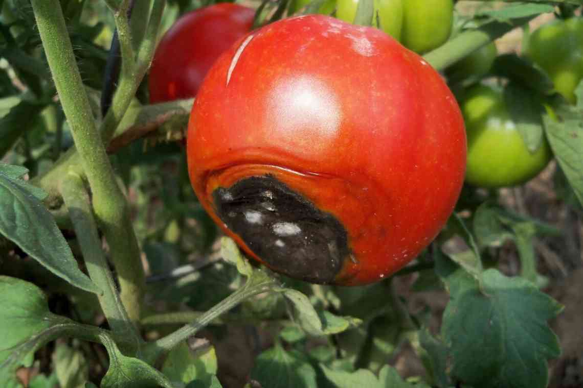 Вершинна гниль томатів - профілактика і способи боротьби