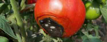 Вершинна гниль томатів - профілактика і способи боротьби